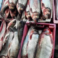 ماهی تازه جنوب|خوردنی و آشامیدنی|فولادشهر, B7|دیوار