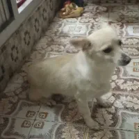 روباحی 2/5ساله جفت خورده باپامرین خرسی|سگ|زنجان, |دیوار