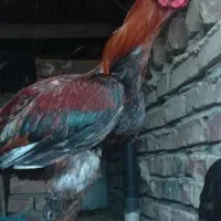 خروس و مرغ لاری