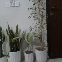 ۸عدد گل و گلدان