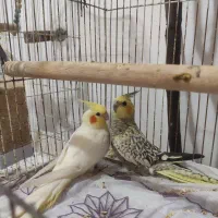 یک جفت عروس هلندی به همراه قفس|پرنده|چالوس, |دیوار