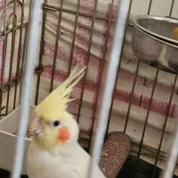 عروس هلندی یکساله رام/جوجه دون خور/رام|پرنده|هشتگرد, شهرک ایران خودرو|دیوار