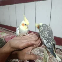 عروس هلندی جفت