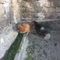 دو عدد مرغ محلی