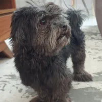 واگذاری رایگان سگ به دلیل دوری محل کاروتنهایی زیاد