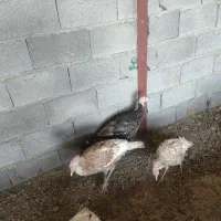 فروش توافقی غوغاز و بوقلمون|حیوانات مزرعه|جعفرآباد, |دیوار