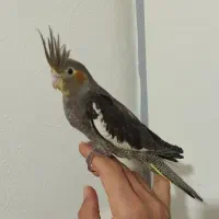 جوجه عروس هلندی