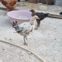 مرغ و خروس محلی اصیل|حیوانات مزرعه|لامرد, |دیوار