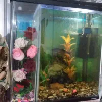 آکواریوم حلالی|ماهی|نسیمشهر, |دیوار