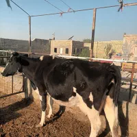 گاو شیری و آبستن