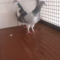 دمگیر|پرنده|اصفهان, سودان|دیوار