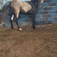 مادیان یورقه (یورغه)|اسب و تجهیزات اسب‌سواری|سارال, |دیوار