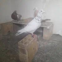 صید . کبوتر