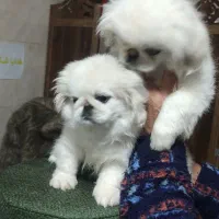 توله سگ پیکینیز امپریال|سگ|چهاردانگه (تهران), |دیوار