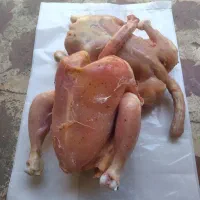 مرغ غذای حیوانات خانگی