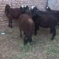 بره‌‌نر