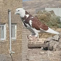 چند جفت کفتر معاوضه سگ پاکوتاه