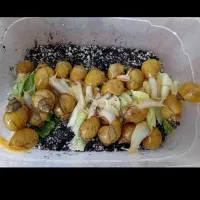 حلزون|خزنده|اراک, |دیوار