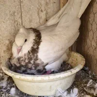 طوقی خفت به شرط جوجه کشی ۲۰ سال میشه جم کردم