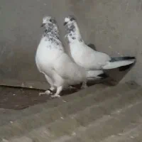 کفتر جوجه کشی به شرط