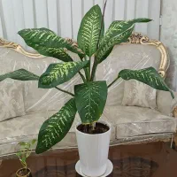 گل طبیعی|گل مصنوعی|مشهد, موسوی قوچانی|دیوار