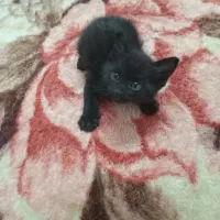 واگذاری بچه گربه