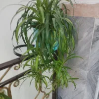 گل‌های آپارتمانی قیمتها متفاوتن|گل و گیاه طبیعی|جوانرود, |دیوار