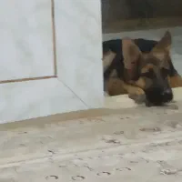 سگ ژرمن 5ماهه|سگ|شاهینشهر, گرگاب|دیوار