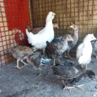 جوجه محلی|حیوانات مزرعه|دهدشت, |دیوار