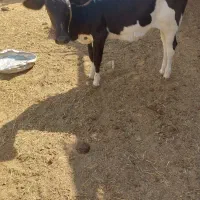 گوساله ماده