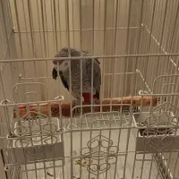 کاسکو پرکلام جمله گو پر صحبت نر ۴ ساله|پرنده|تهران, اسکندری|دیوار