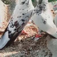 کبوتر