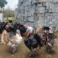 بوقلمون نر بالغ گوشتی|حیوانات مزرعه|گلوگاه بابل (گلیا), |دیوار