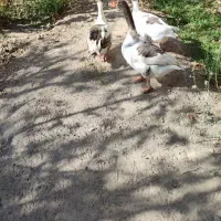 غاز|حیوانات مزرعه|شهریار, بکه|دیوار