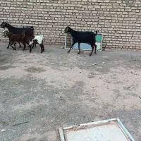 بز فروشی