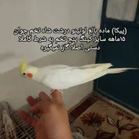 سه تاعروس هلندی لوتینو دستی ومرغ عشق و قلیون عربی|پرنده|کرج, حصارک پایین|دیوار
