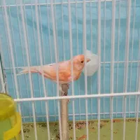 قناری|پرنده|زرند, |دیوار