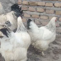 سه عدد مرغ براهما وپنج عدد مرغ روز به فروش می رسد