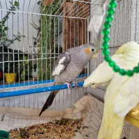 عروس هلندی|پرنده|بندر انزلی, کوی واحدی|دیوار