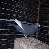 فروشی|پرنده|بم, |دیوار