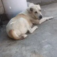 ماده الابای 15ماهه