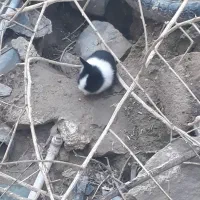 خرگوش بالغ|موش و خرگوش|رامهرمز, |دیوار