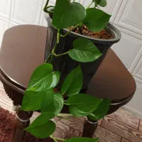 اول پسند کن بعدخریداری کن|گل مصنوعی|کرج, حصارک بالا|دیوار