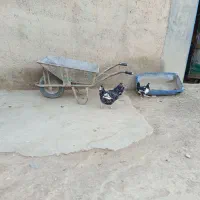 مرغ گلین شطرنجی با جوجه|حیوانات مزرعه|کرانی, |دیوار