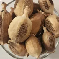 بذر و دانه درمانی