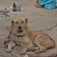 سلام افغان سراب