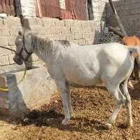 اسب مادیون