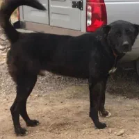 سگ سرابی|سگ|شاهین دژ, |دیوار