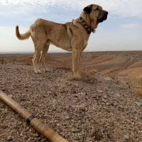 سگ گله|حیوانات مزرعه|تربت جام, جامرود|دیوار