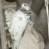 کفتر پرشی|پرنده|قره قوین, |دیوار